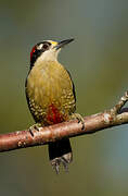 Black-cheeked Woodpecker