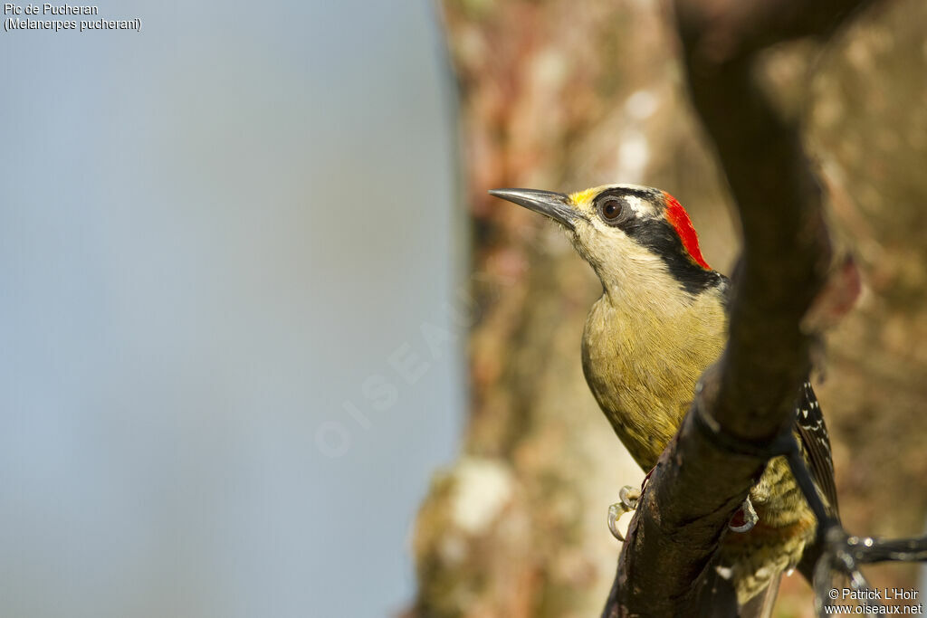 Black-cheeked Woodpecker