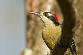 Black-cheeked Woodpecker