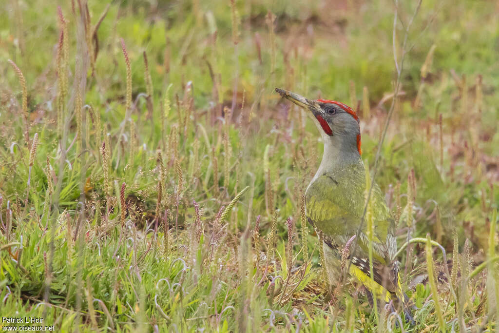 Iberian Green Woodpecker male adult breeding, habitat, camouflage, pigmentation, fishing/hunting