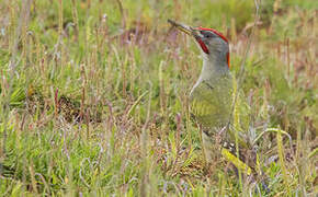 Iberian Green Woodpecker