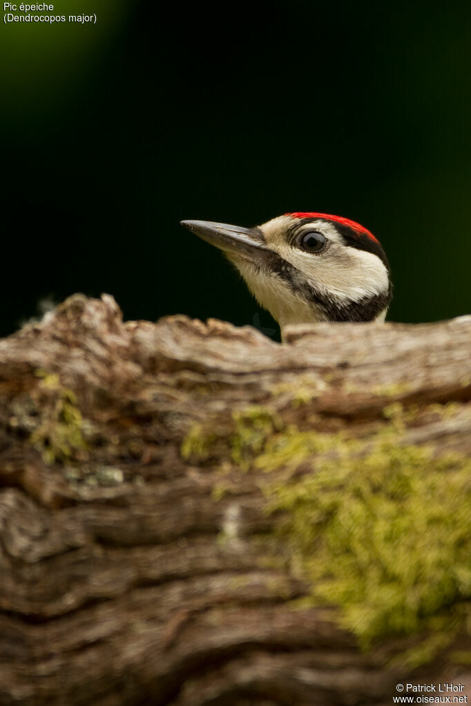 Great Spotted Woodpecker