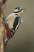 Great Spotted Woodpecker