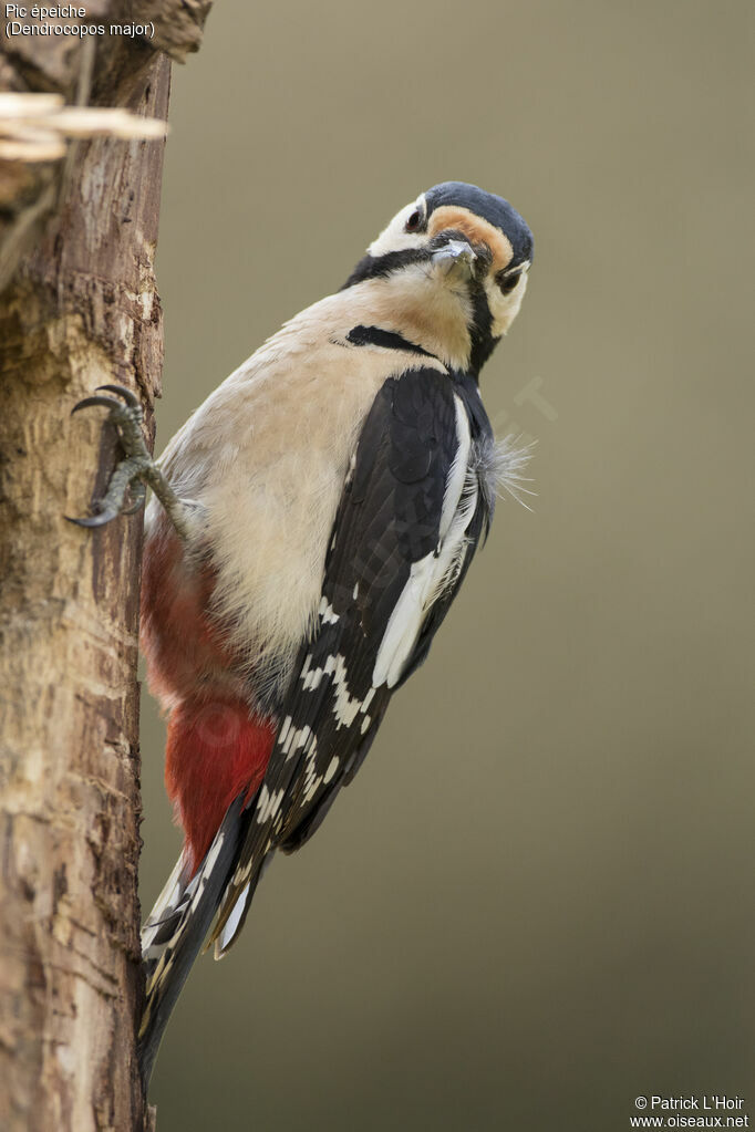 Great Spotted Woodpecker male adult, close-up portrait, eats