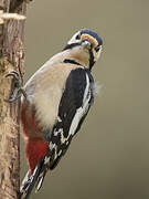 Great Spotted Woodpecker