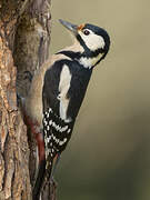 Great Spotted Woodpecker