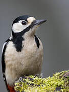 Great Spotted Woodpecker