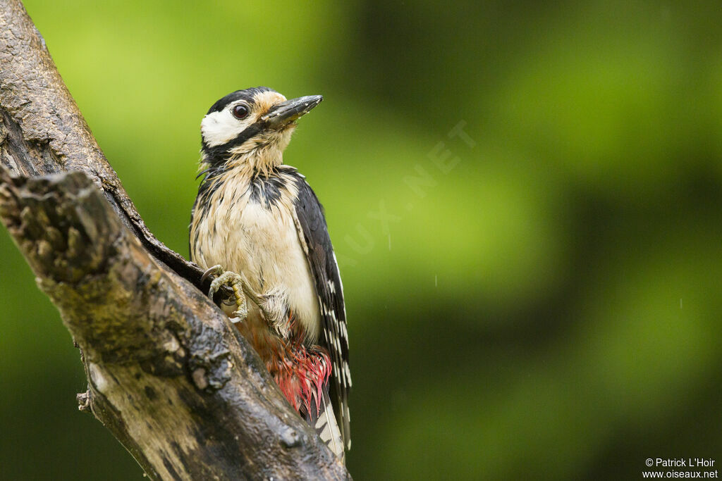 Great Spotted Woodpecker