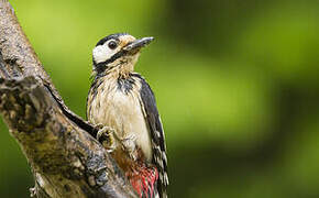 Great Spotted Woodpecker