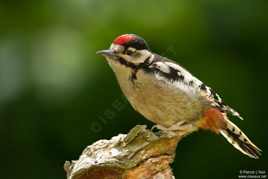 Great Spotted Woodpeckerjuvenile