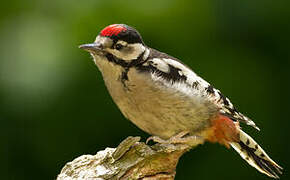 Great Spotted Woodpecker