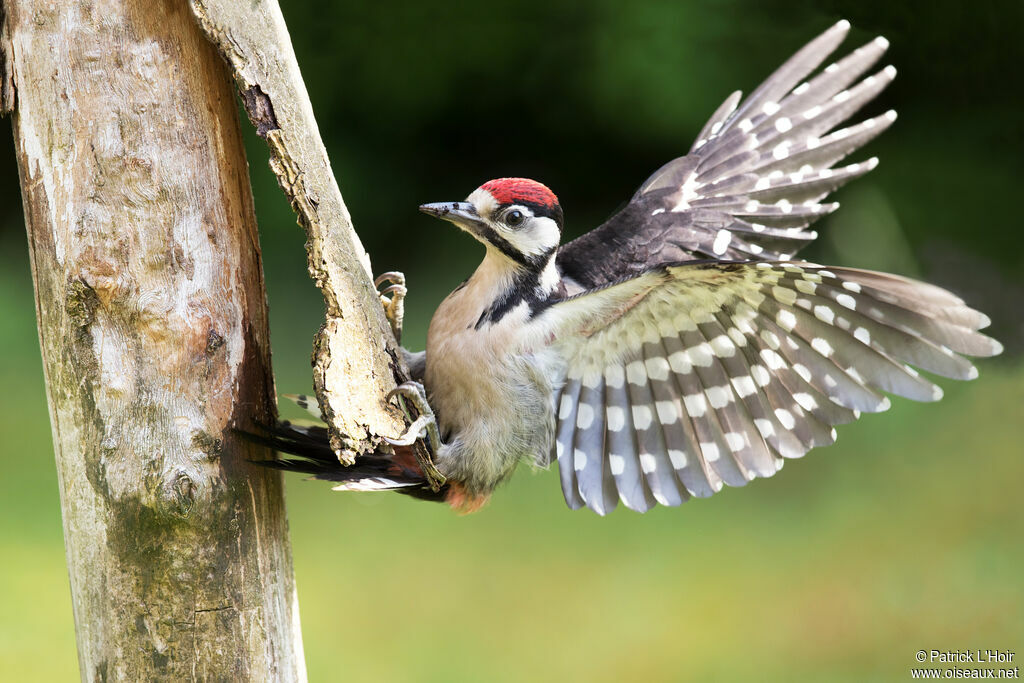 Great Spotted Woodpeckerimmature