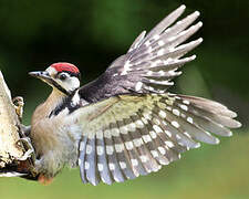 Great Spotted Woodpecker