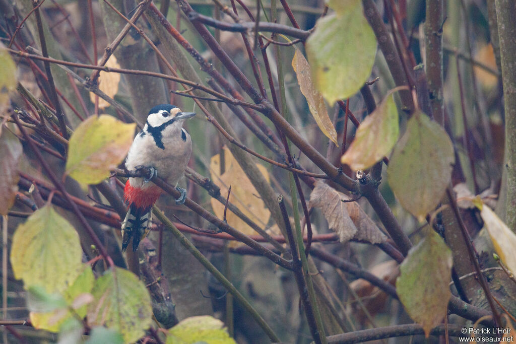 Great Spotted Woodpecker female adult