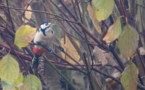 Great Spotted Woodpecker