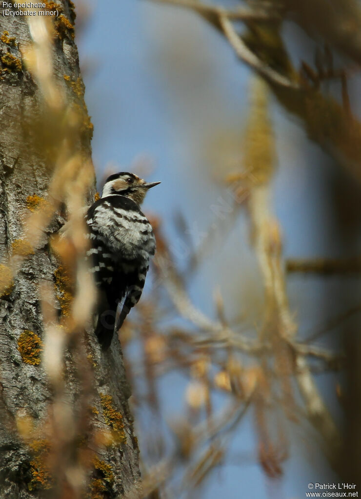 Lesser Spotted Woodpecker