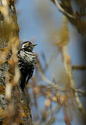 Lesser Spotted Woodpecker