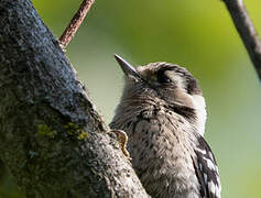 Lesser Spotted Woodpecker