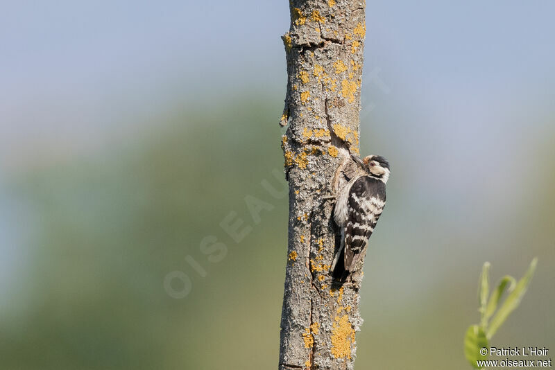 Lesser Spotted Woodpecker female adult breeding