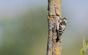 Lesser Spotted Woodpecker