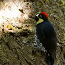 Pic glandivore