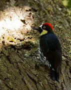 Acorn Woodpecker