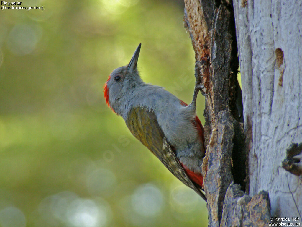 African Grey Woodpecker