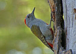 African Grey Woodpecker