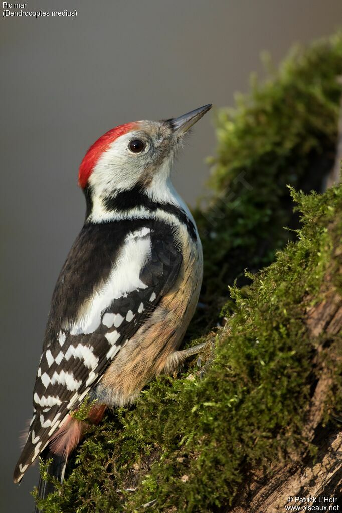 Middle Spotted Woodpeckeradult post breeding