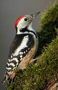 Middle Spotted Woodpecker