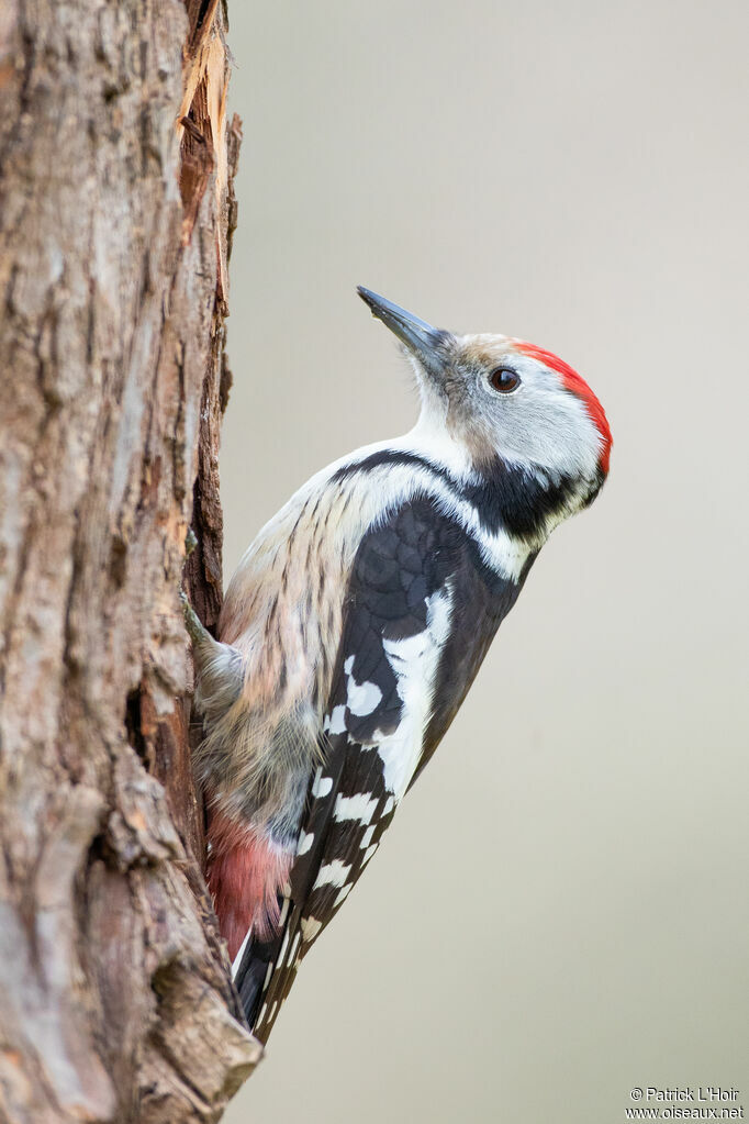 Middle Spotted Woodpecker