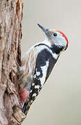 Middle Spotted Woodpecker