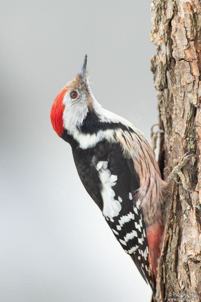 Middle Spotted Woodpecker