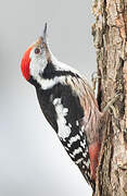 Middle Spotted Woodpecker