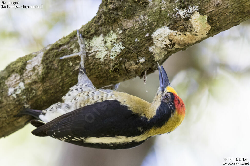 Golden-naped Woodpecker male adult