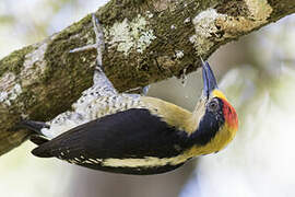 Golden-naped Woodpecker