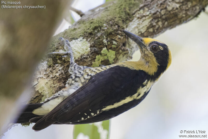 Golden-naped Woodpecker female adult
