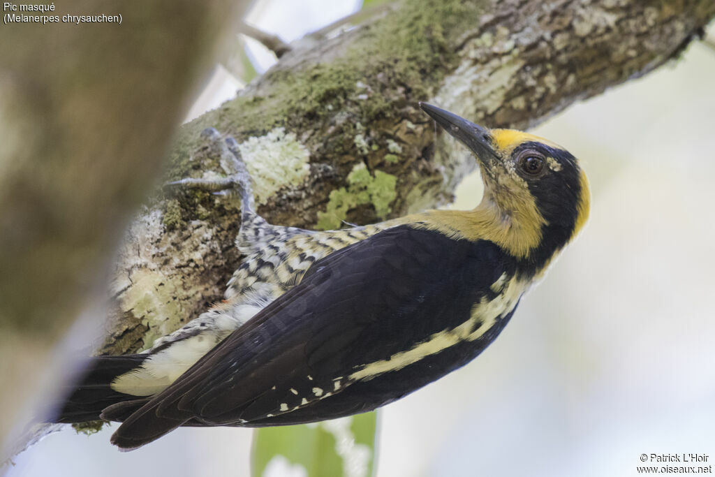 Golden-naped Woodpecker female adult