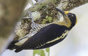 Golden-naped Woodpecker