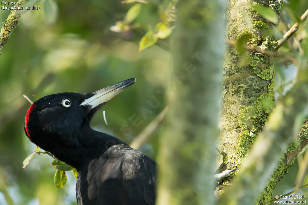 Black Woodpecker female adult