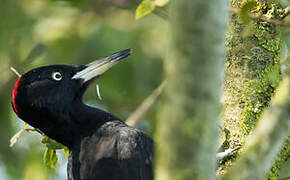 Black Woodpecker