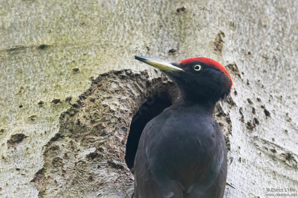 Black Woodpecker male adult breeding