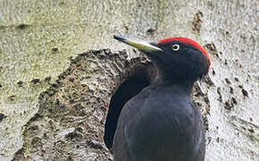 Black Woodpecker