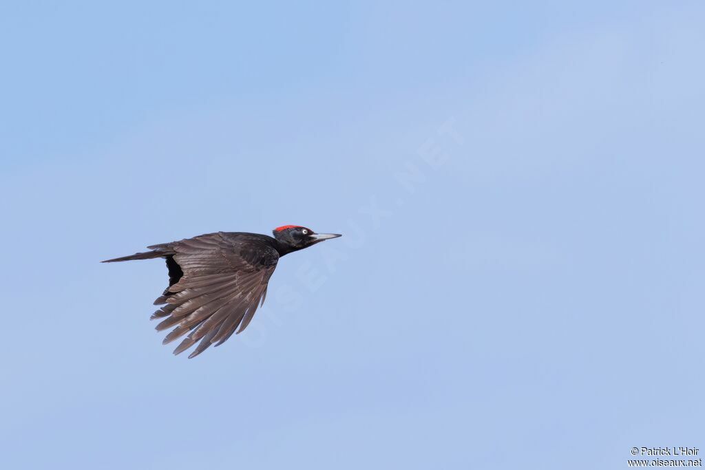 Black Woodpecker