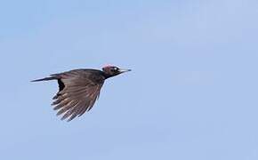 Black Woodpecker