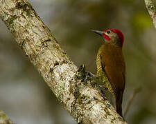 Golden-olive Woodpecker