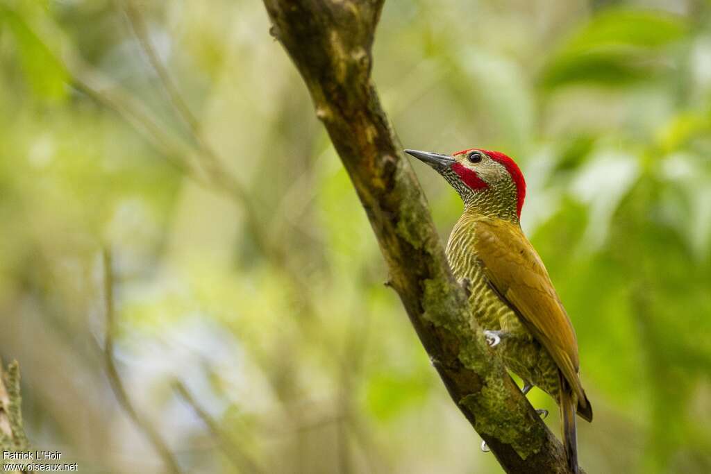 Golden-olive Woodpecker male adult, identification