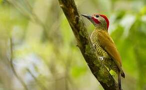 Golden-olive Woodpecker