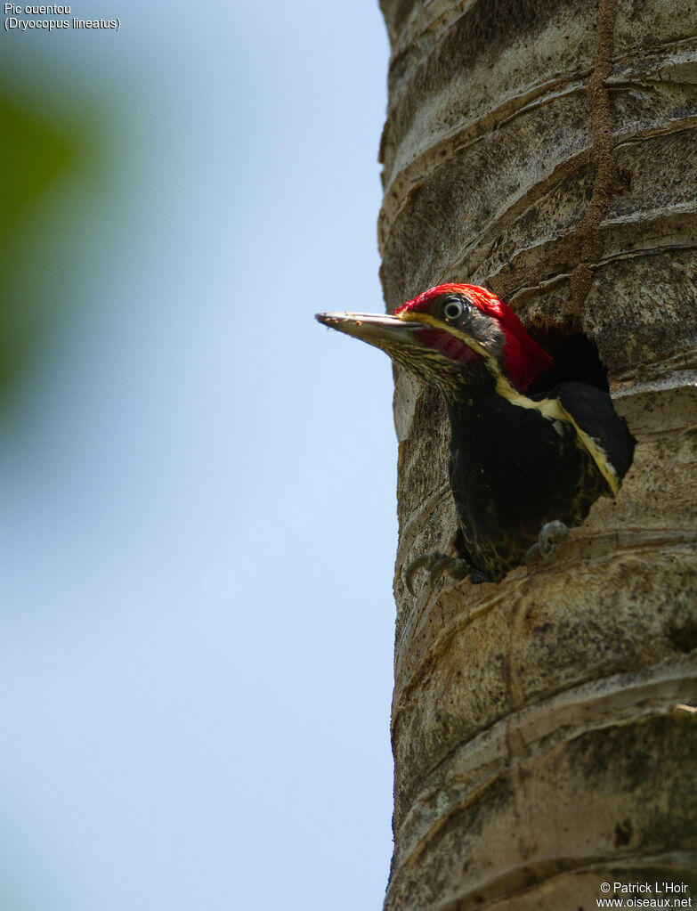 Lineated Woodpecker male adult, Reproduction-nesting