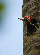 Lineated Woodpecker